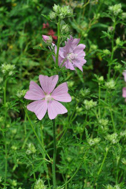 Image of mallow