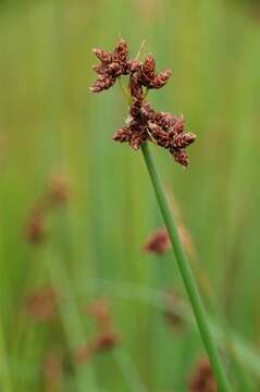 Image of bulrush