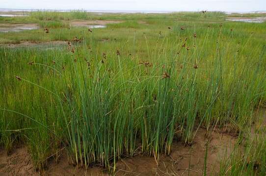 Image of bulrush