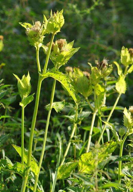 Image of thistle