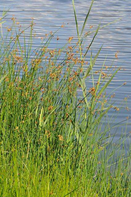 Image of bulrush