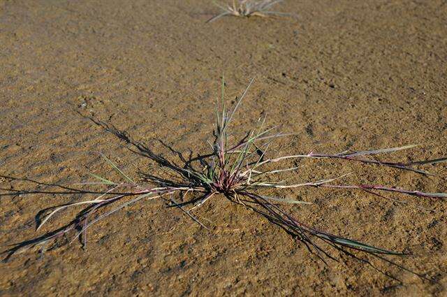 Image of bentgrass