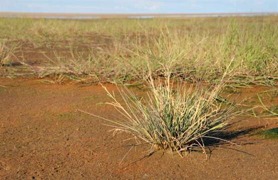 Image of Alkali or Salt Grasses