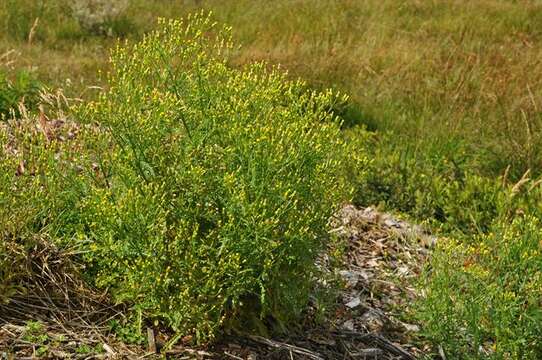 Image of ragwort