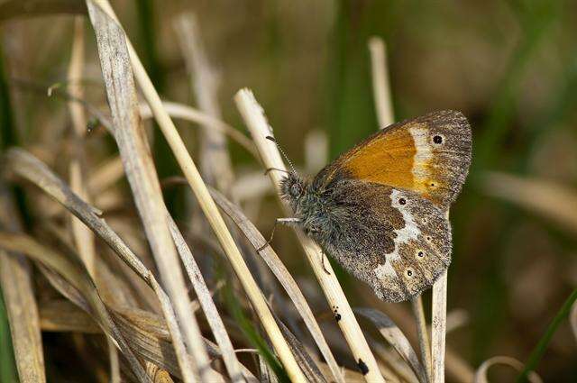 Plancia ëd Coenonympha