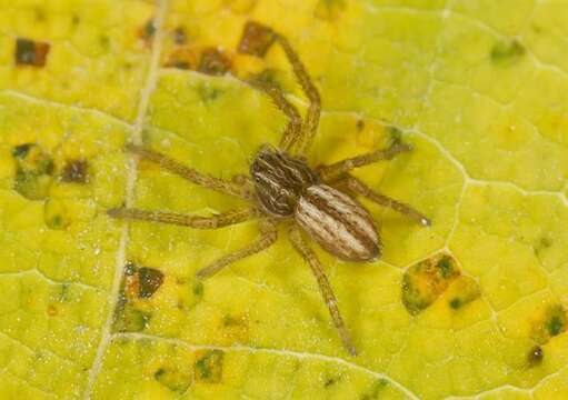 Image of Slender Crab Spiders