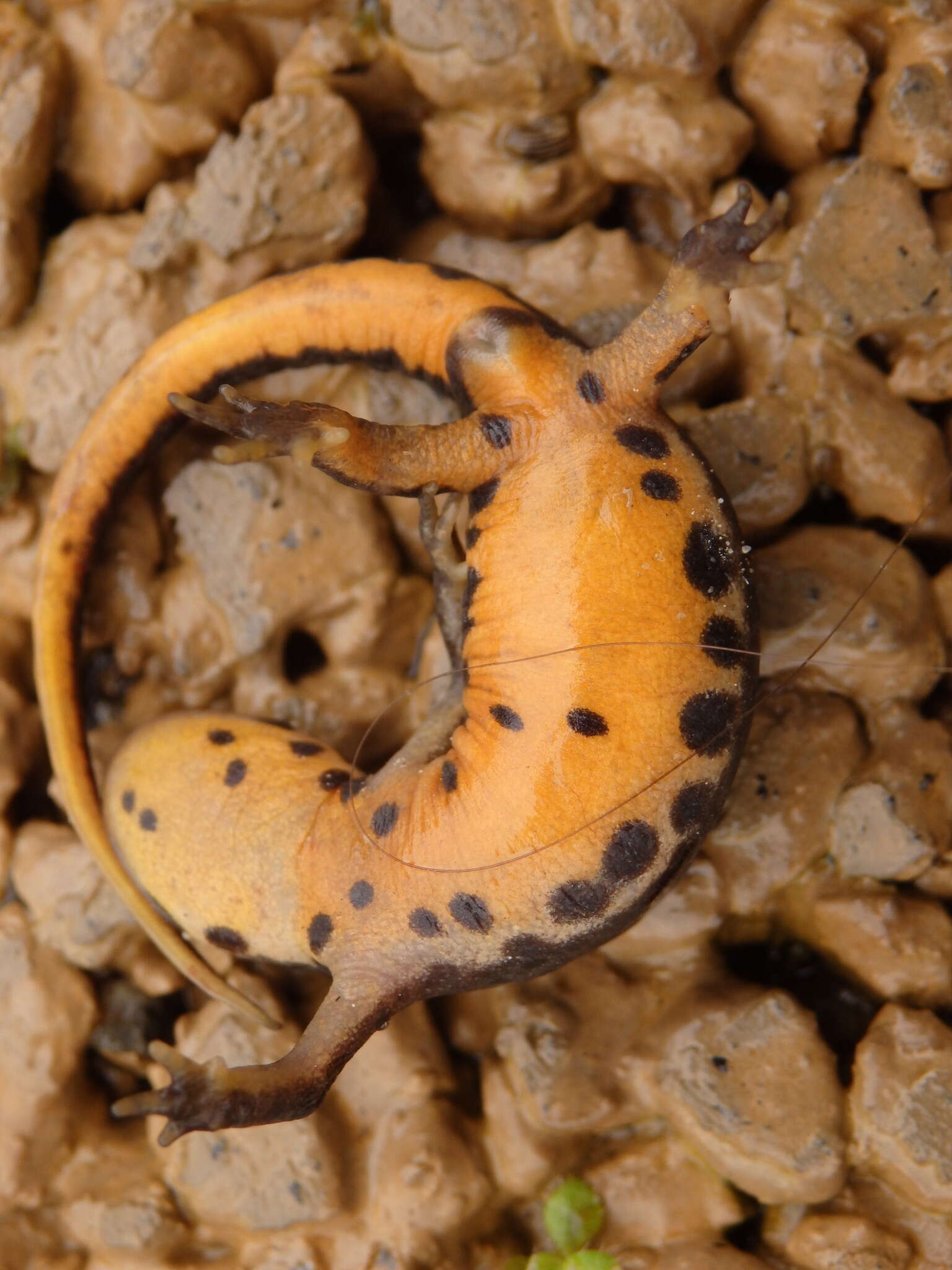 Image of Bosca's Newt