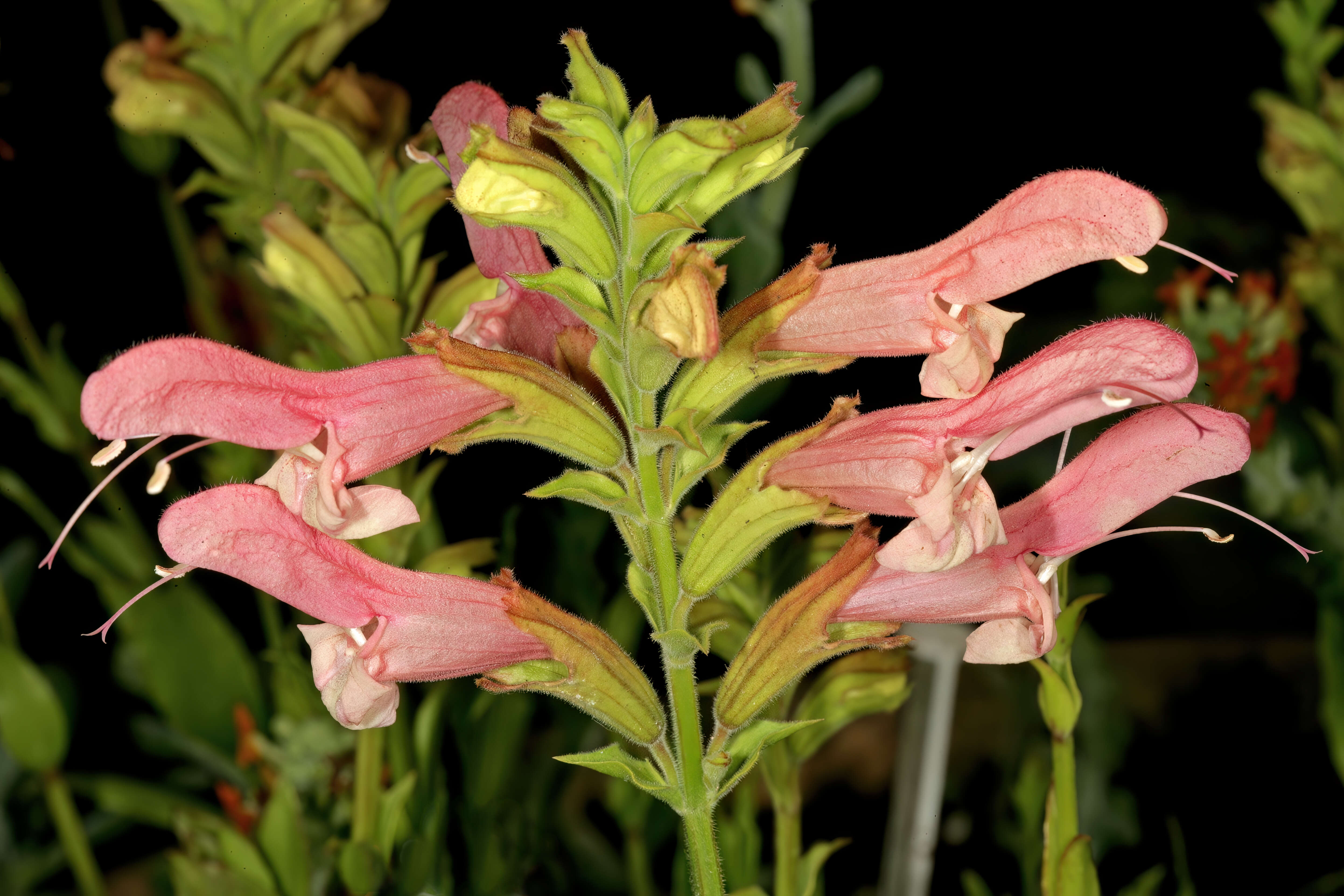 Imagem de Salvia thermarum van Jaarsv.