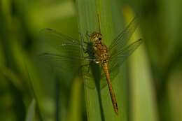 Image of Sympetrum Newman 1833