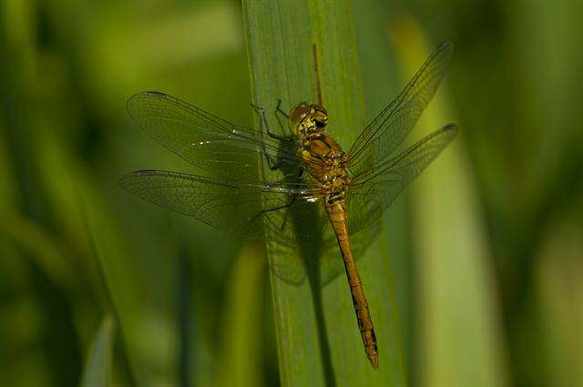 Image of Sympetrum Newman 1833