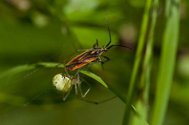 Image of Enoplognatha