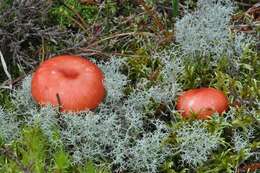 Image of Russula emetica (Schaeff.) Pers. 1796