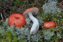 Image of Russula emetica (Schaeff.) Pers. 1796