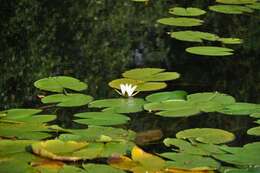 Image of waterlily