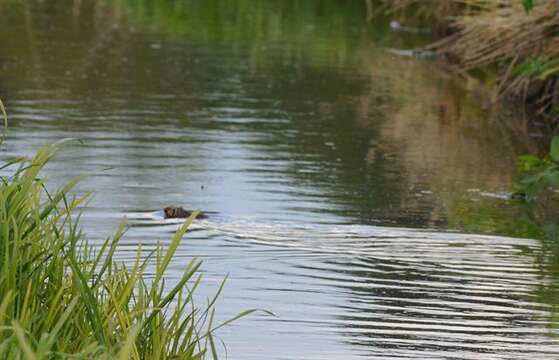 Image of Eurasian Water Voles