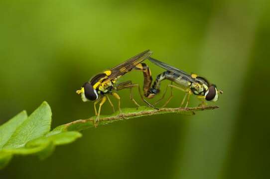 Panarthropoda resmi