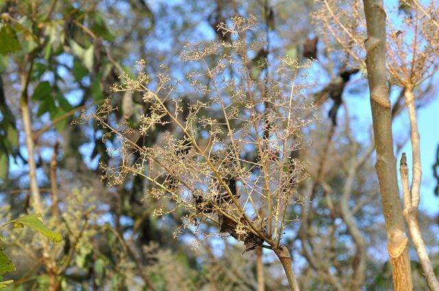 Image of sumac