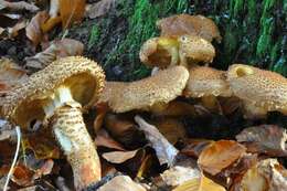 Pholiota resmi