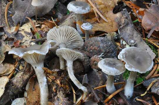 Image of <i>Clitocybe ditopus</i>