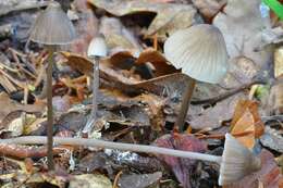 Image of Mycena polygramma (Bull.) Gray 1821