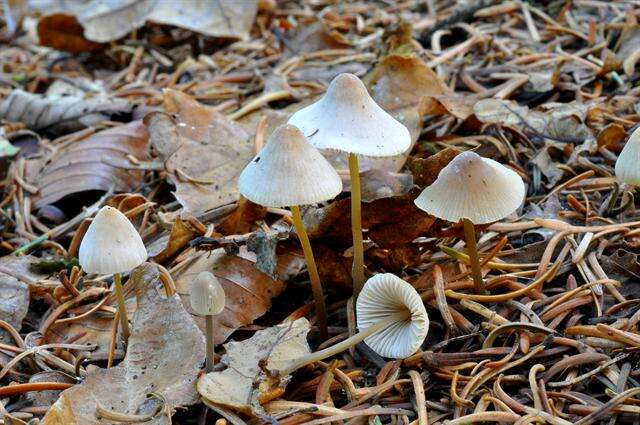 Слика од Mycena metata (Secr. ex Fr.) P. Kumm. 1871