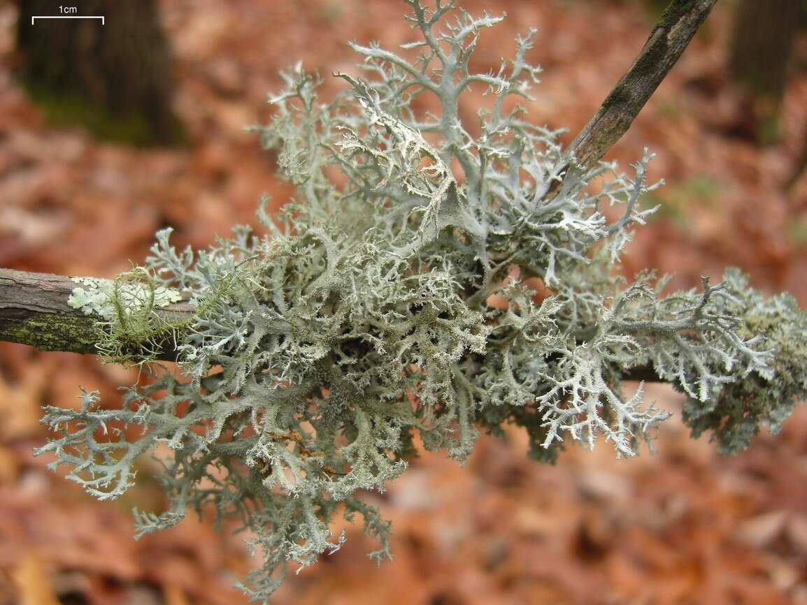 Image of light and dark lichen