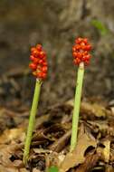 Image of arum family