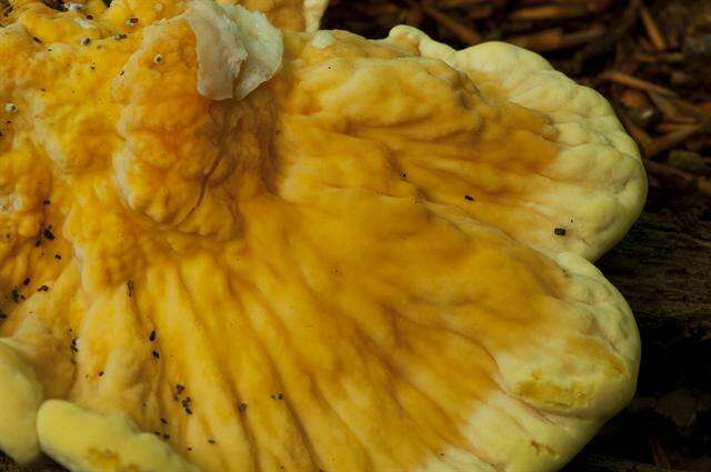 Image of Laetiporus