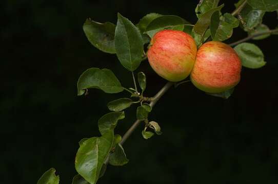 Image of apple