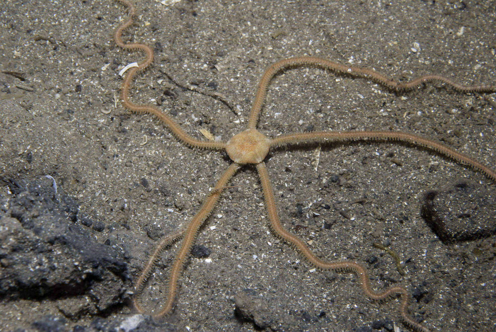 Image of brittlestar