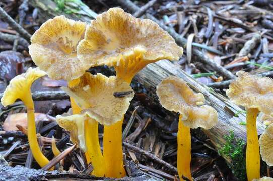 Image of Craterellus