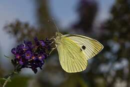 Image of Garden Whites