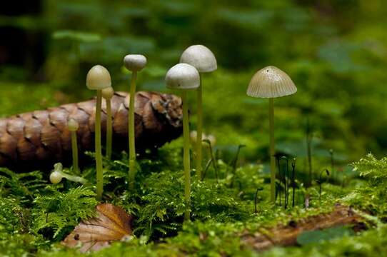 Image of Mycena