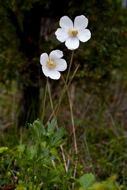 Image of anemone