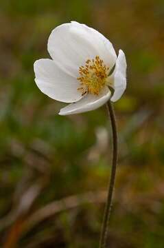 Plancia ëd Anemone