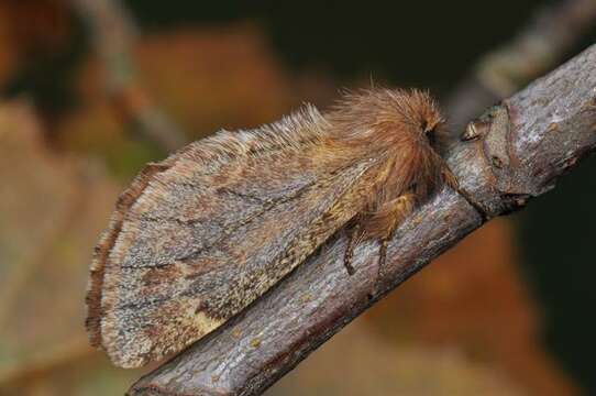 Image of Ptilophora