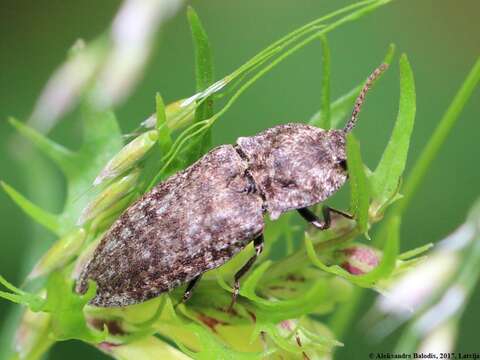 Image of Agrypnus murinus