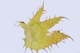 Image of liverworts
