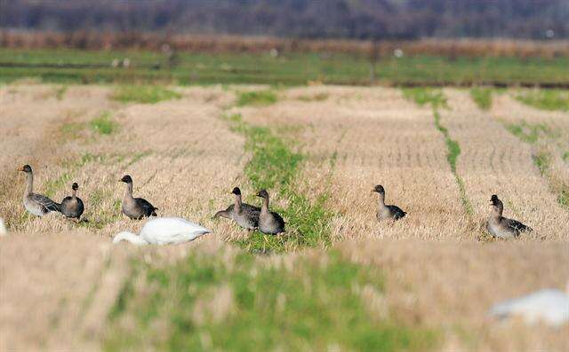 Image of Taiga Bean Goose