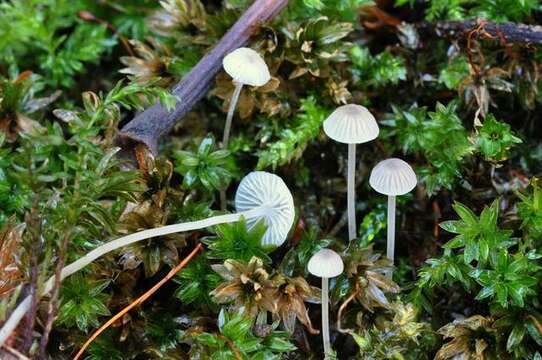 Image of Mycena cinerella (P. Karst.) P. Karst. 1879