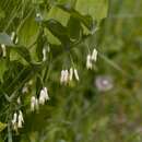 Polygonatum hybridum Brügger resmi