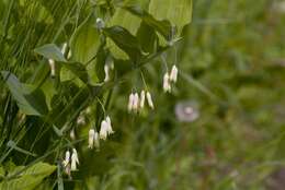 Слика од Polygonatum hybridum Brügger