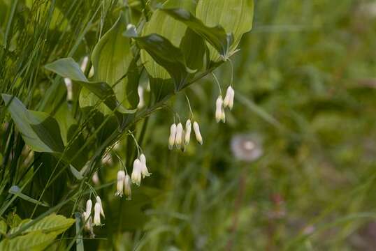 Image of Polygonatum hybridum Brügger