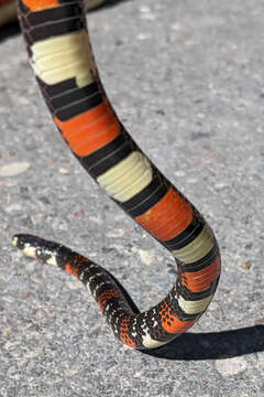 Image of Black Ground Snake