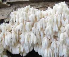 Image of Hericium flagellum (Scop.) Pers. 1797