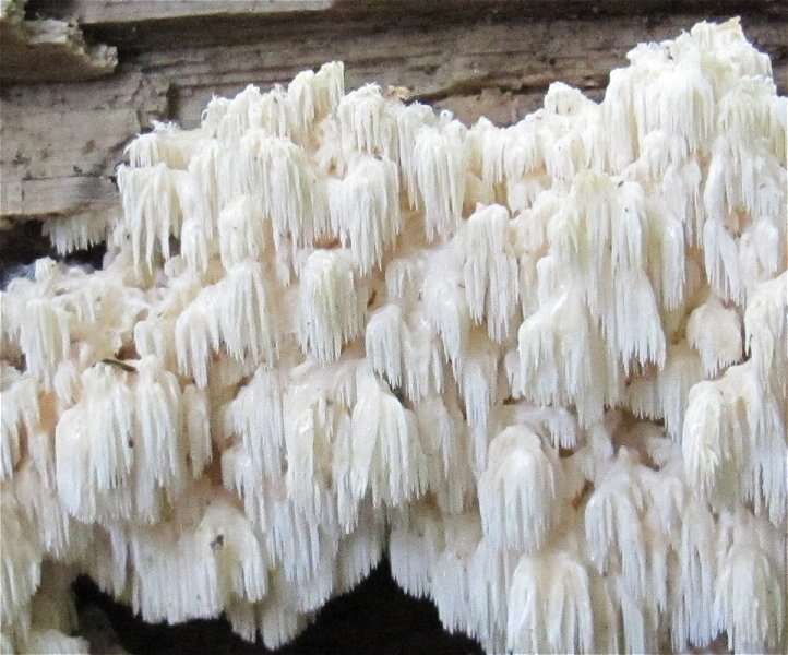Image of Hericium flagellum (Scop.) Pers. 1797