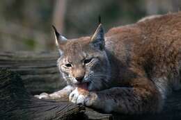 Image of Mexican bobcat