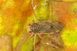 Image of water boatmen
