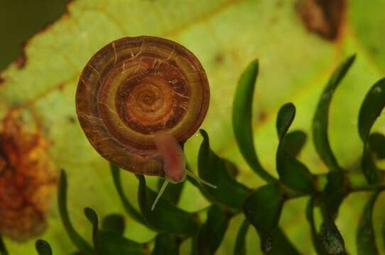 Anisus vortex (Linnaeus 1758) resmi