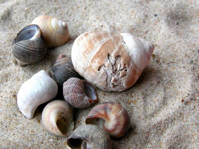 Image of Periwinkle snails